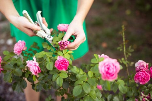 A close-up of a gardener's hands using garden shears to trim a flowering pink rose bush in a well-maintained garden. The rose bush has vibrant pink flowers and lush green leaves, with some unopened buds visible. In the background, there are additional shrubs and plants, with the garden soil partially visible underneath the shrub. The gardener is wearing a green garment, and the scene is outdoors under natural light, suggesting a bright, clear day typical of a residential garden in Dalston. The image highlights the ongoing process of garden maintenance and plant care, which aligns with professional gardening services offered by companies like Hedge Trimming Dalston.
